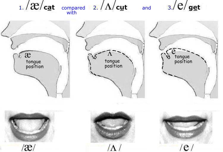 Vowels a, u, e in cat, cut, get